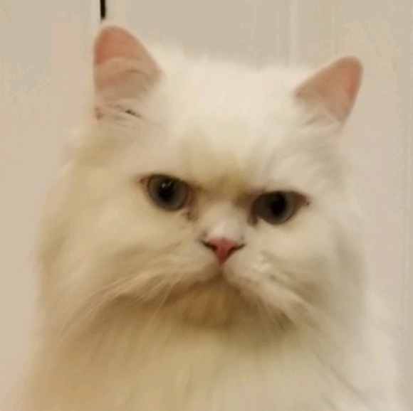 tw0sh0es